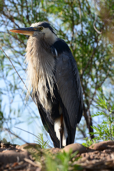 Blue heron