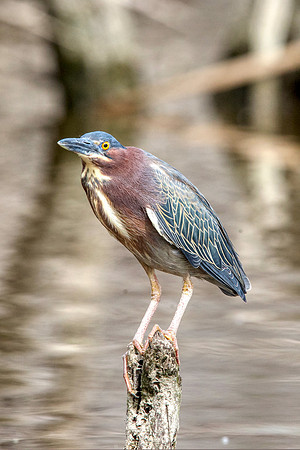 Green heron