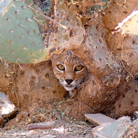 Mom bobcat_prickleypair
