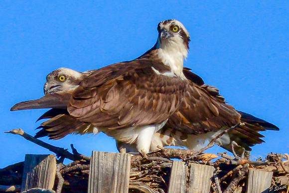 Osprey on nest