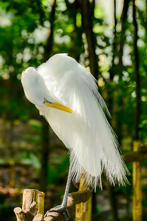 Great Egret
