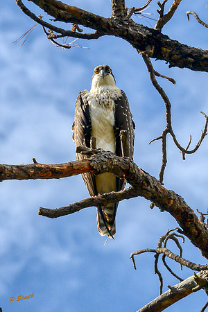 Osprey-Lynx lake