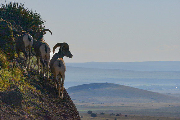 Greer sheep