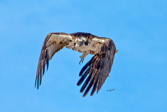 Osprey2