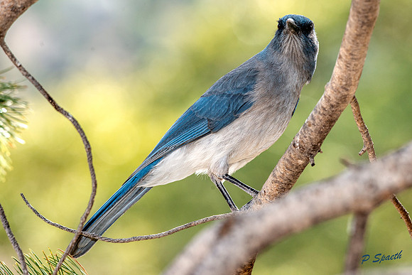 Mexican Jay2
