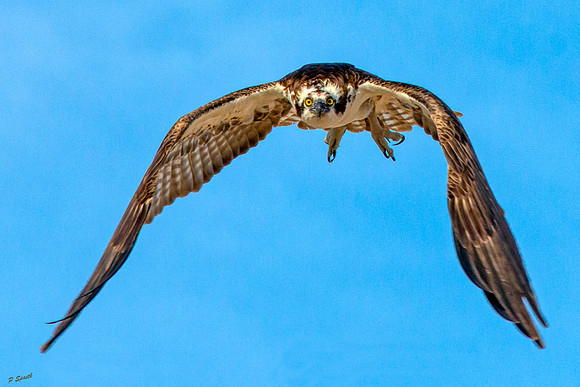 Osprey3