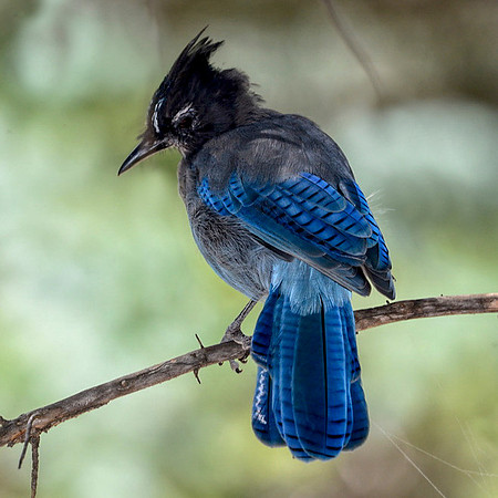 Stellar Jay
