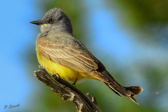 Western Kingbird