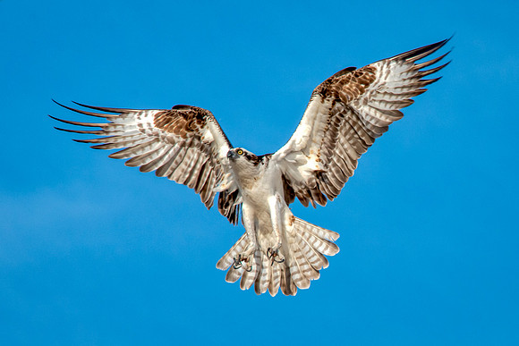 Osprey1