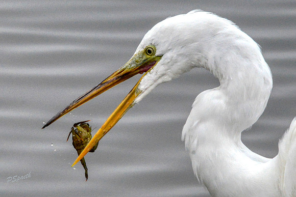 Great egret