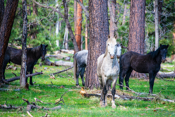 White mtn wild horses