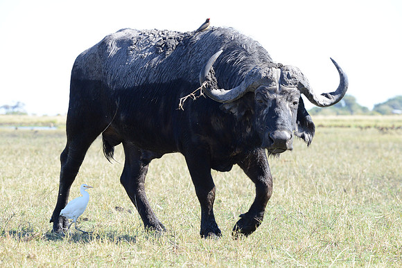 Water buffalo/cattle egret