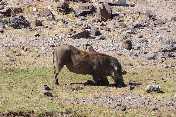 Warthog