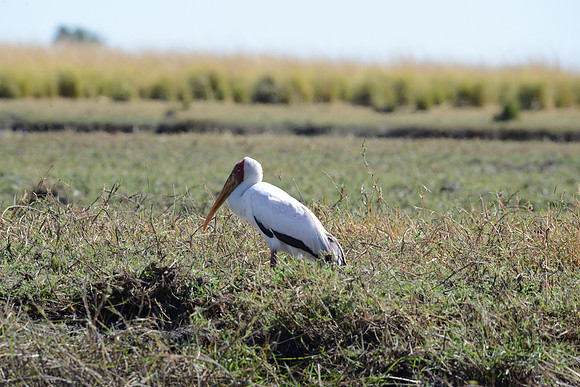 Yellow billed stork