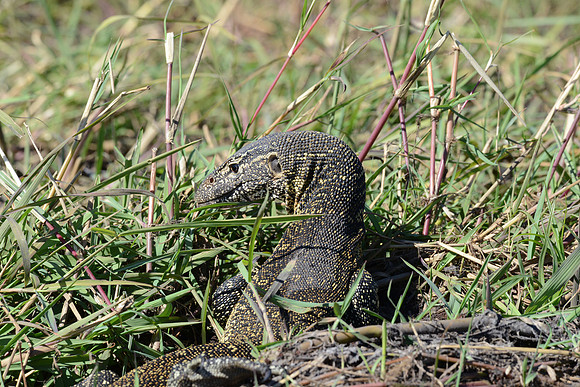 Water monitor