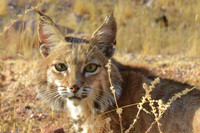 Bobcat-Tucson