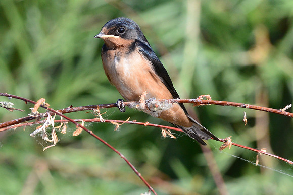 Barn Swallow