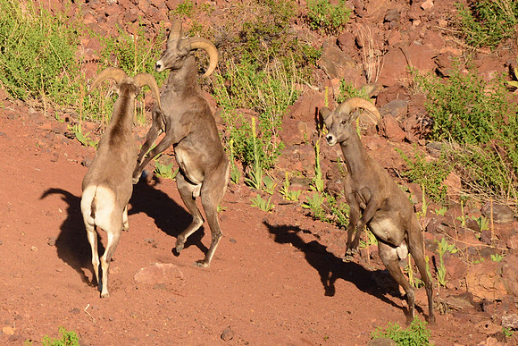 Desert Bighorn sheep/Greer