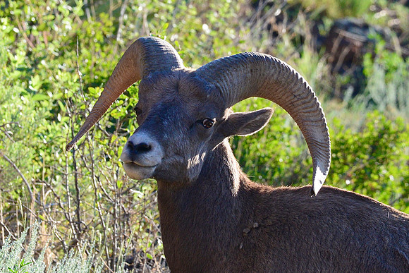 Desert bighorn ram