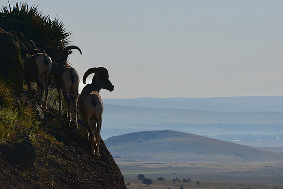 Desert bighorn sheep/Greer, Az