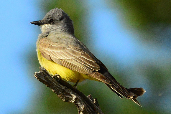 Cassin’s kingbird