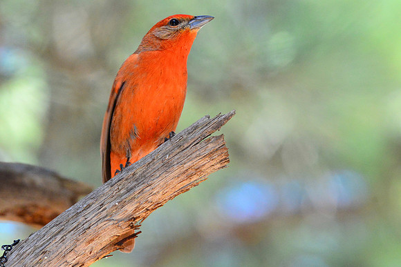 Hepatic Tanager