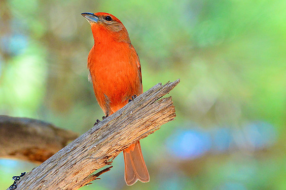 Hepatic tanager