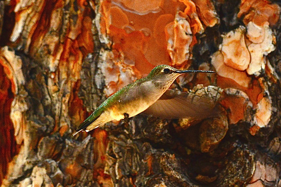 Broadbilled hummingbird/female