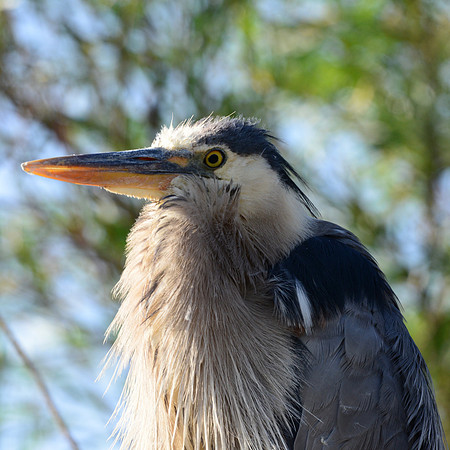 Blue heron