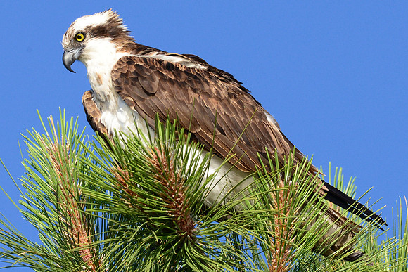 Osprey
