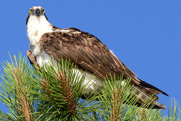 Osprey