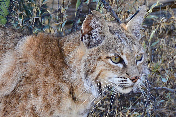 Bobcat
