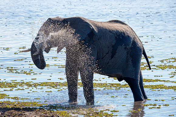 African Elephant:Chobe
