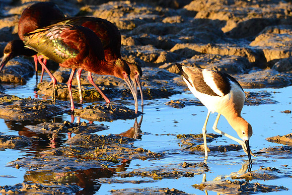 American Avocet and White faced Ibis