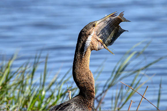 African Darter4