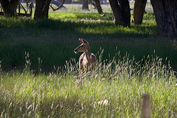 Doe in morn light