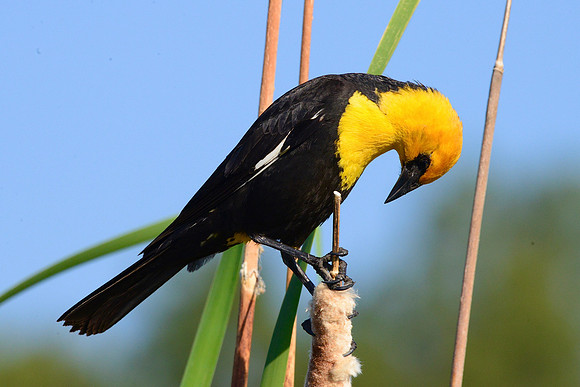 Yellow headed blackbird