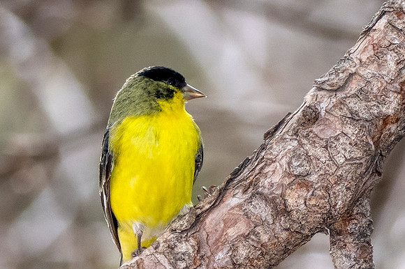 Lesser goldfinch
