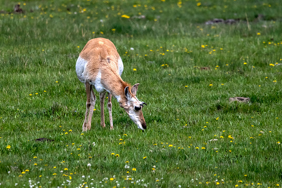 -Pronghorn:Yellowstone