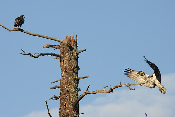 Osprey-White Mens, Az