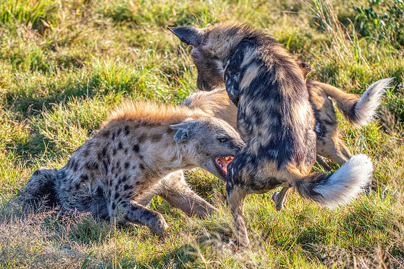 Dogs&Hyena