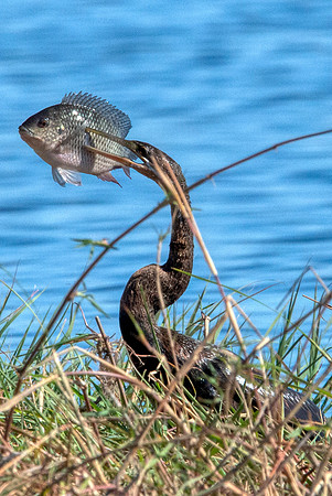 African Darter1