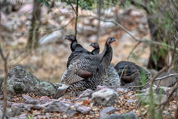 Chiricahua turkeys