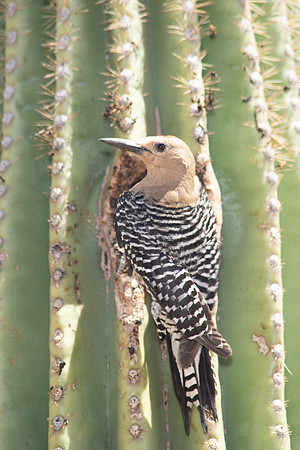 Gila woodpecker2