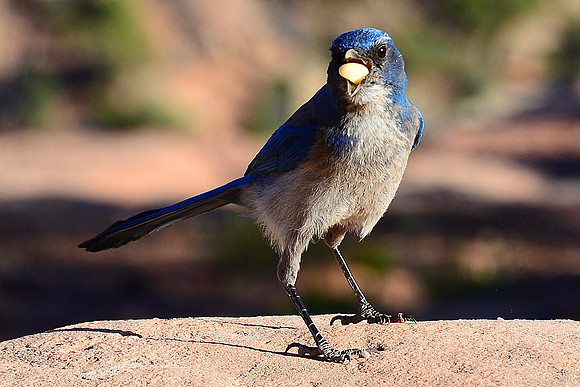 Scrub Jay