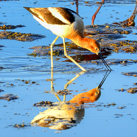 American Avocets