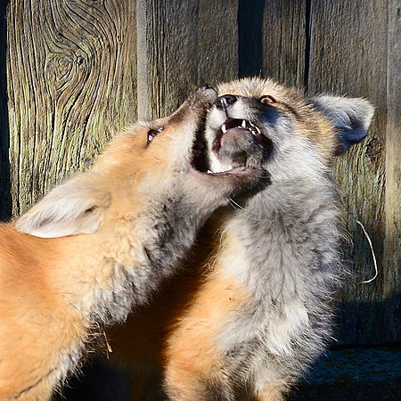 Red fox kits