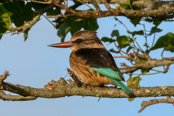 Brown Hooded Kingfisher