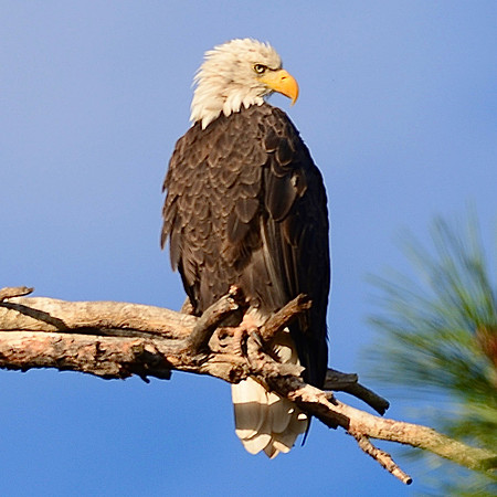 Bald eagle