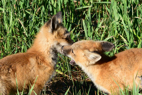 Red fox kits